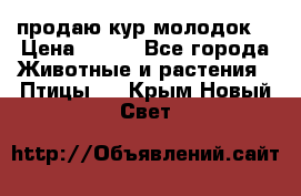 продаю кур молодок. › Цена ­ 320 - Все города Животные и растения » Птицы   . Крым,Новый Свет